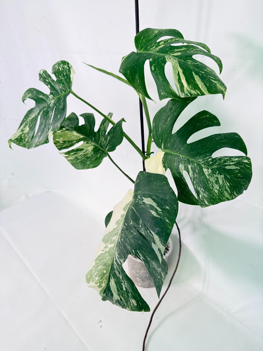 Monstera Albo Variegata XL 01