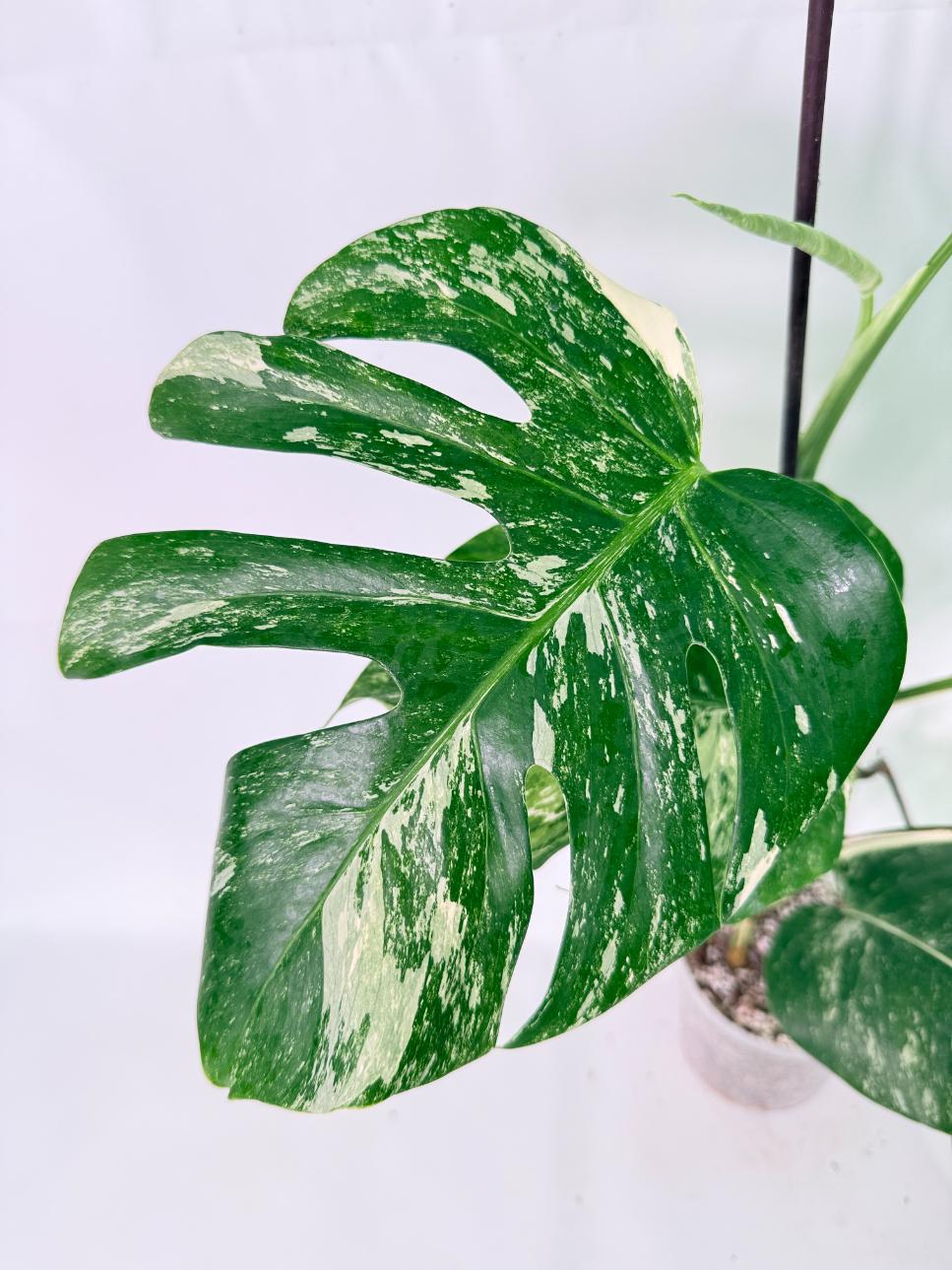 Monstera Albo Variegata XL 04