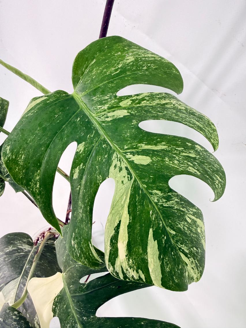Monstera Albo Variegata XL 05