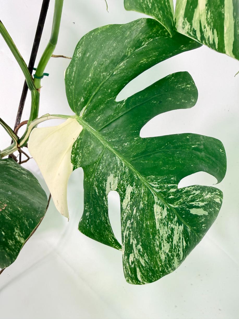 Monstera Albo Variegata XL 06