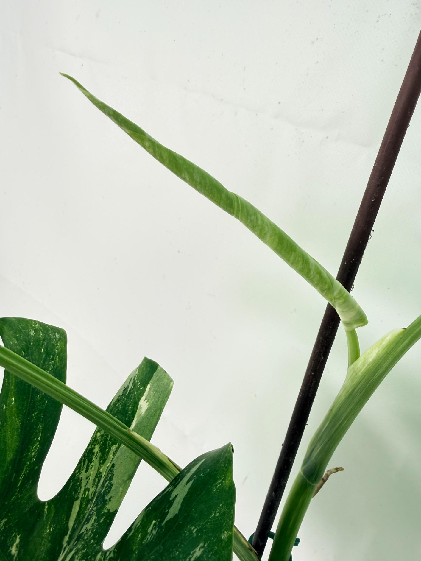 Monstera Albo Variegata XL 07