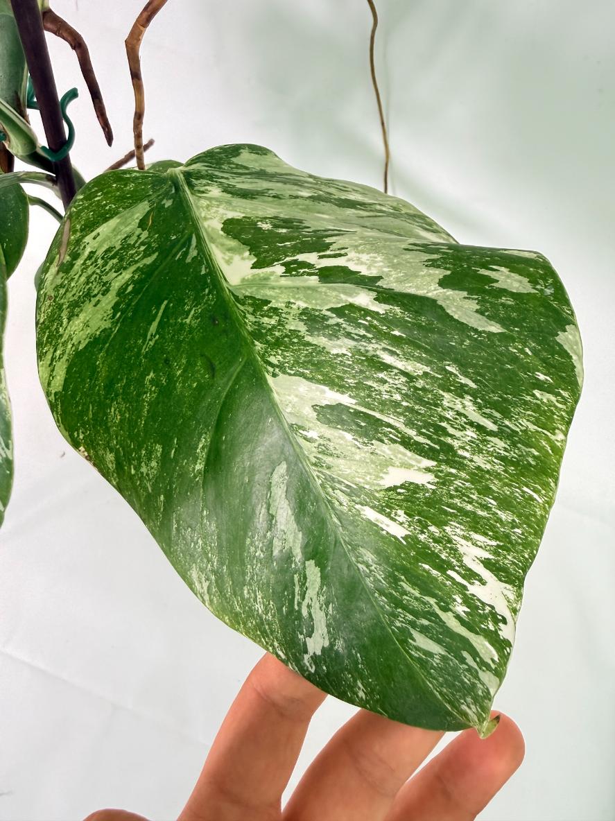 Monstera Albo Variegata XL 09