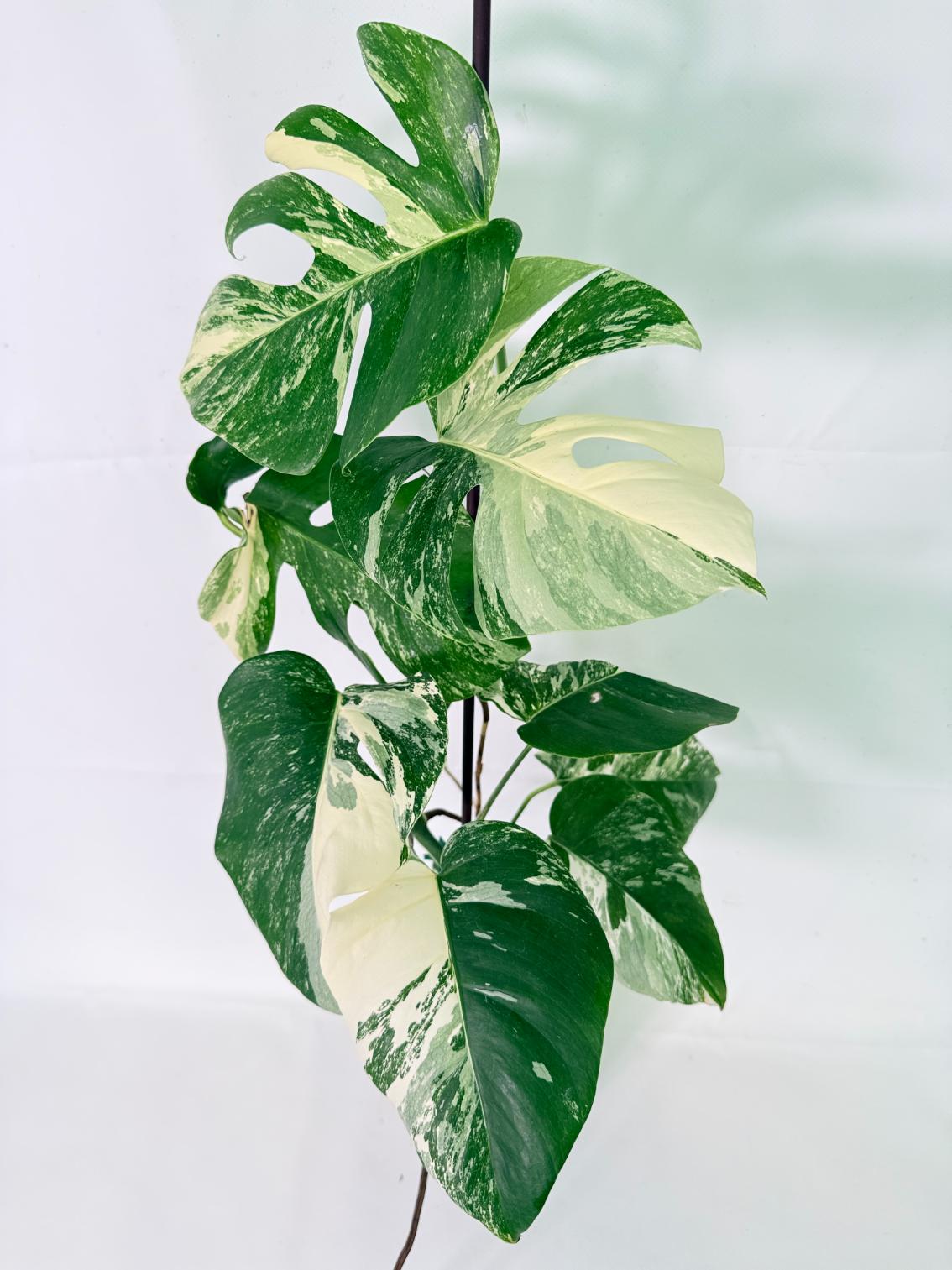 Monstera Albo Variegata XL 10