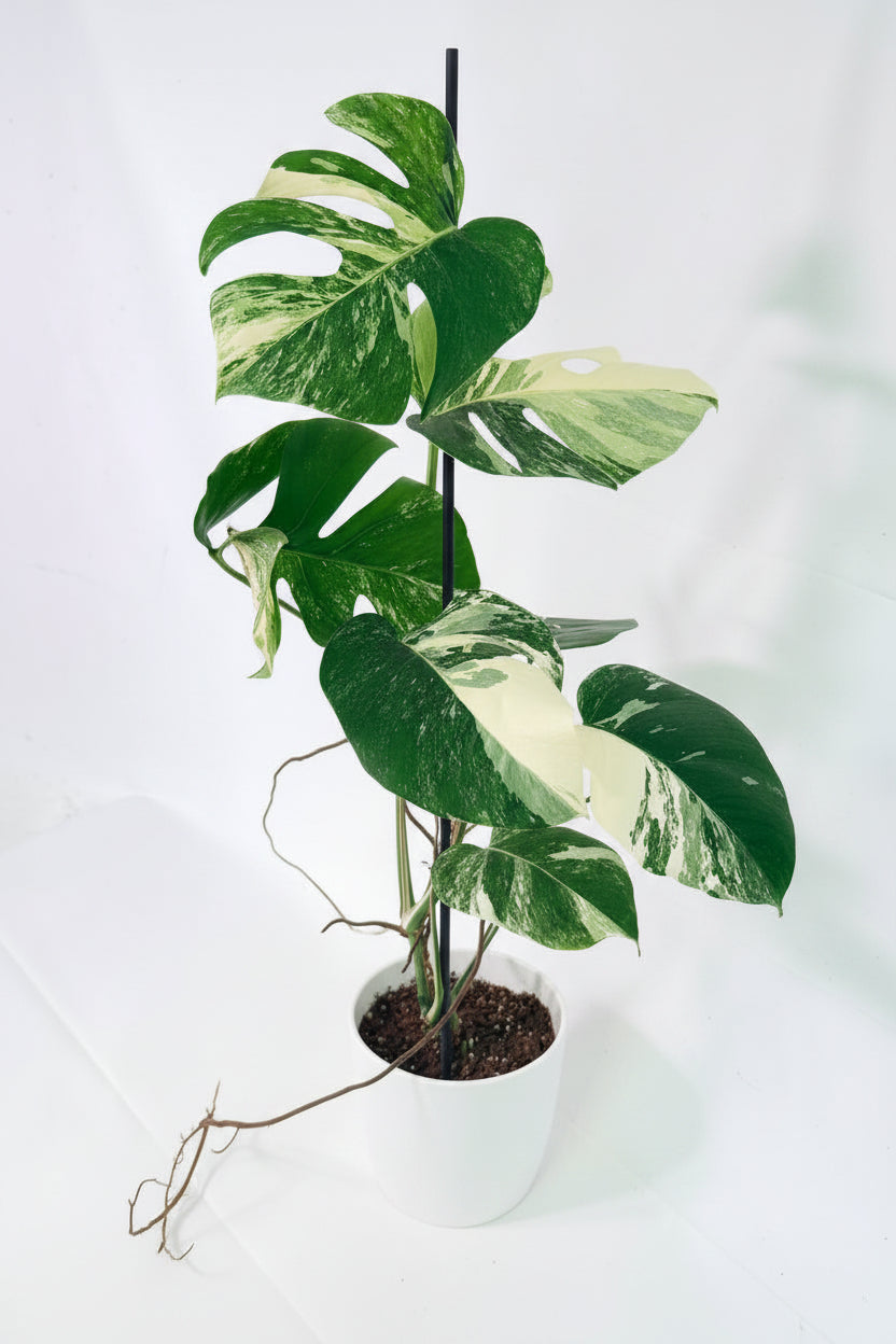 Monstera Albo Variegata XL 11