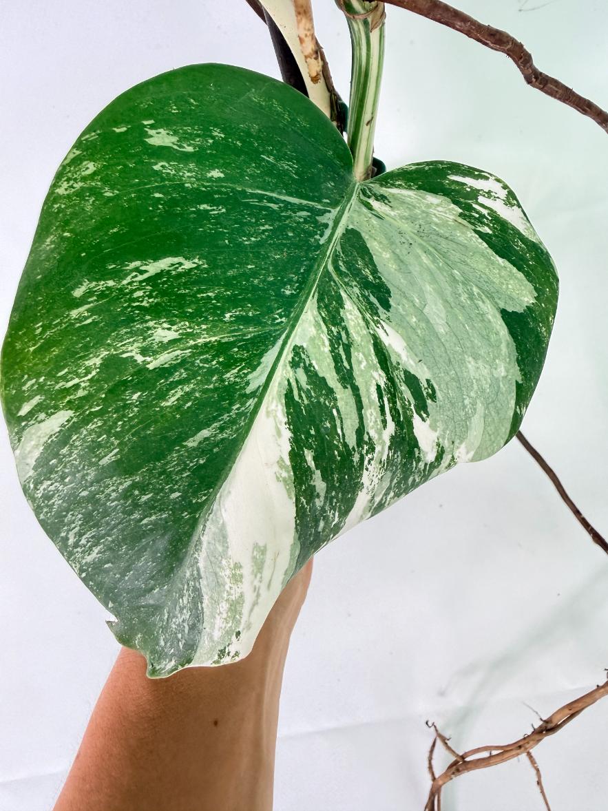 Monstera Albo Variegata XL 13
