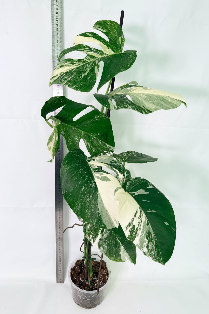 Monstera Albo Variegata XL 01