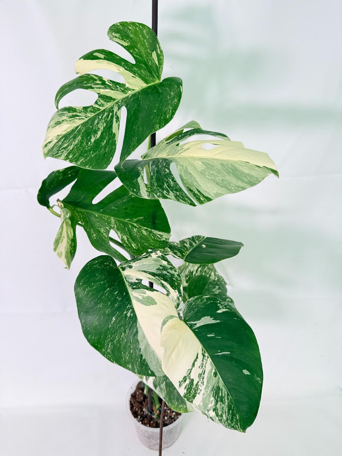 Monstera Albo Variegata XL 02