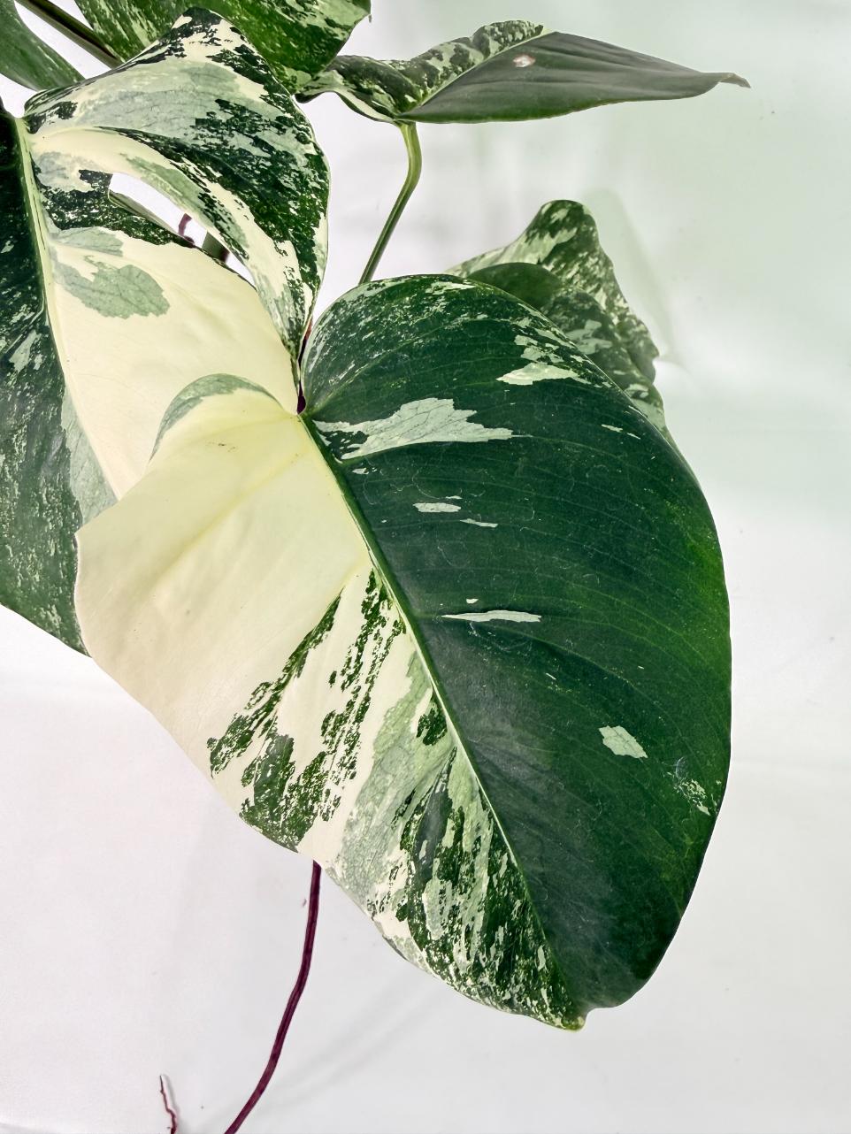 Monstera Albo Variegata XL 03