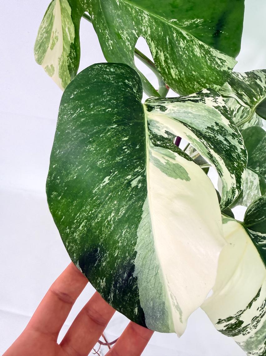 Monstera Albo Variegata XL 04