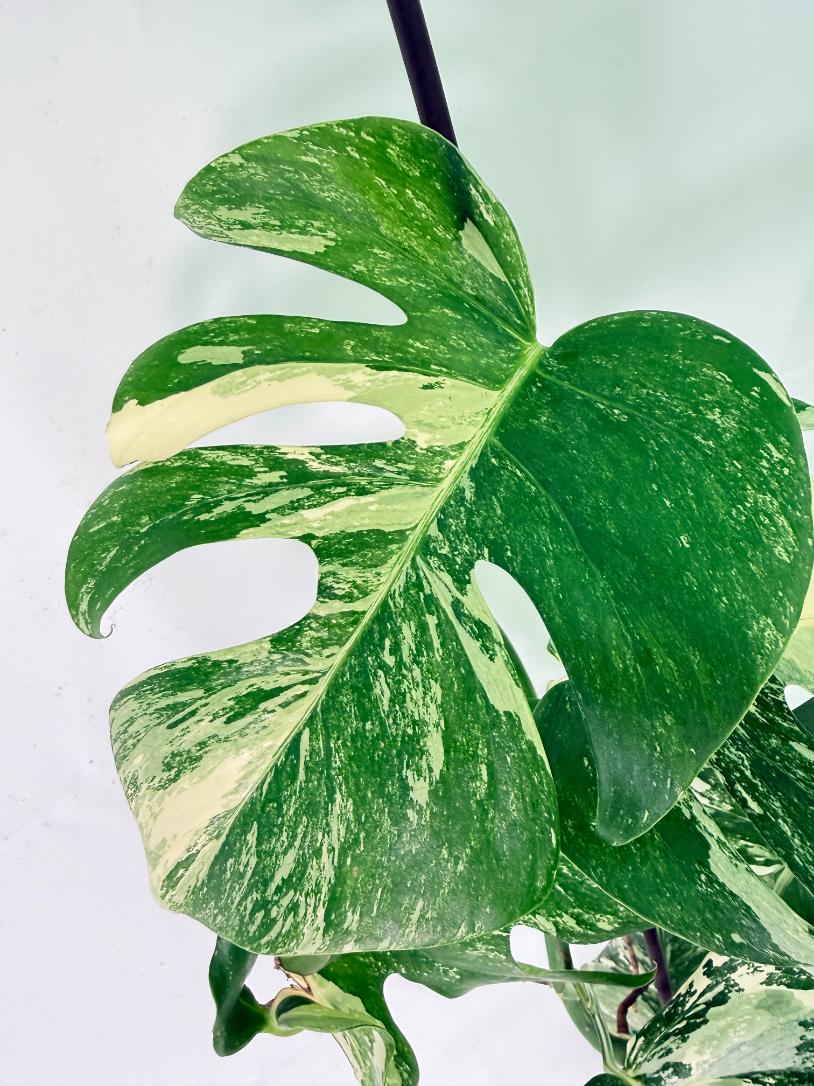 Monstera Albo Variegata XL 05