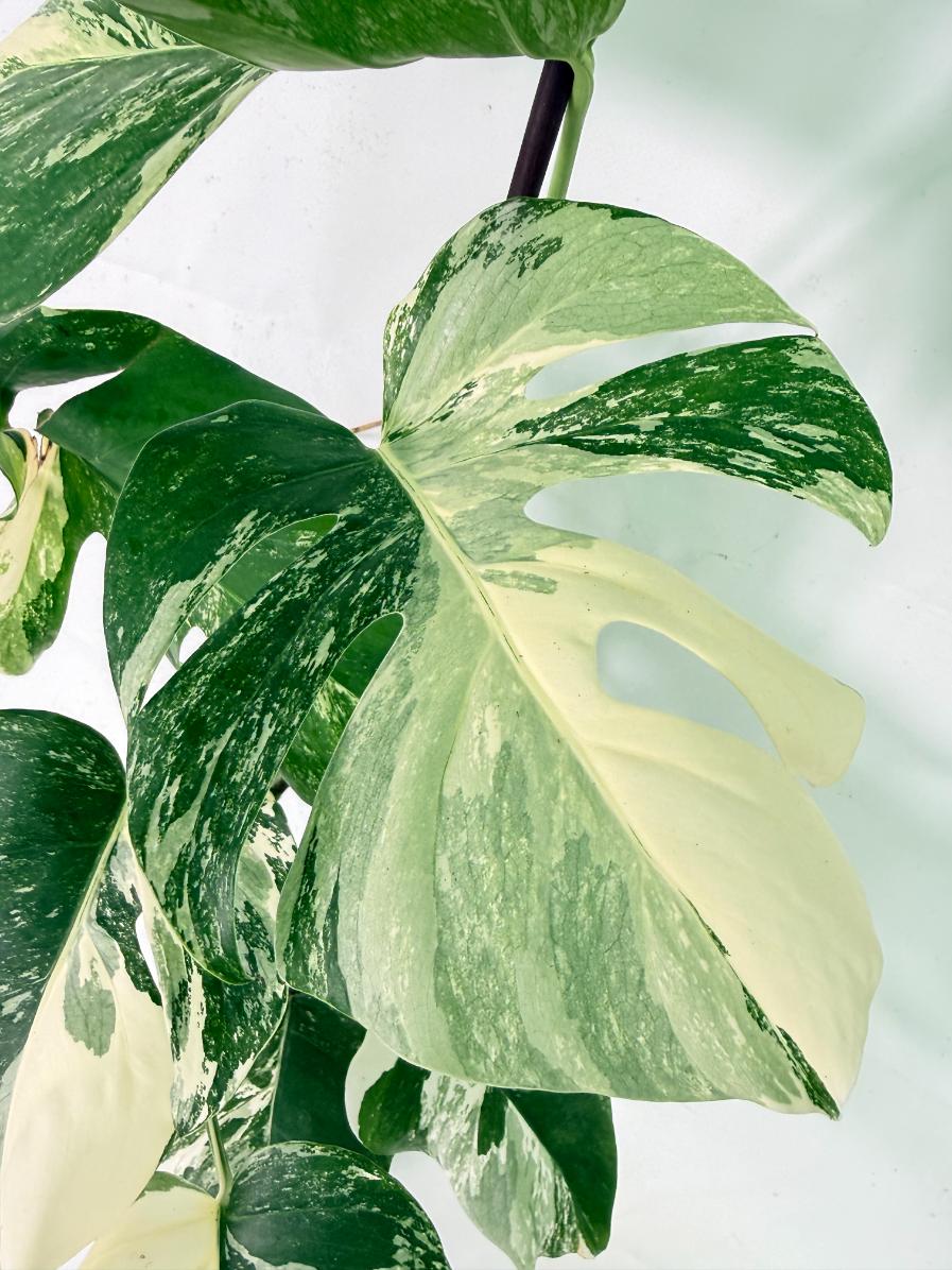 Monstera Albo Variegata XL 06