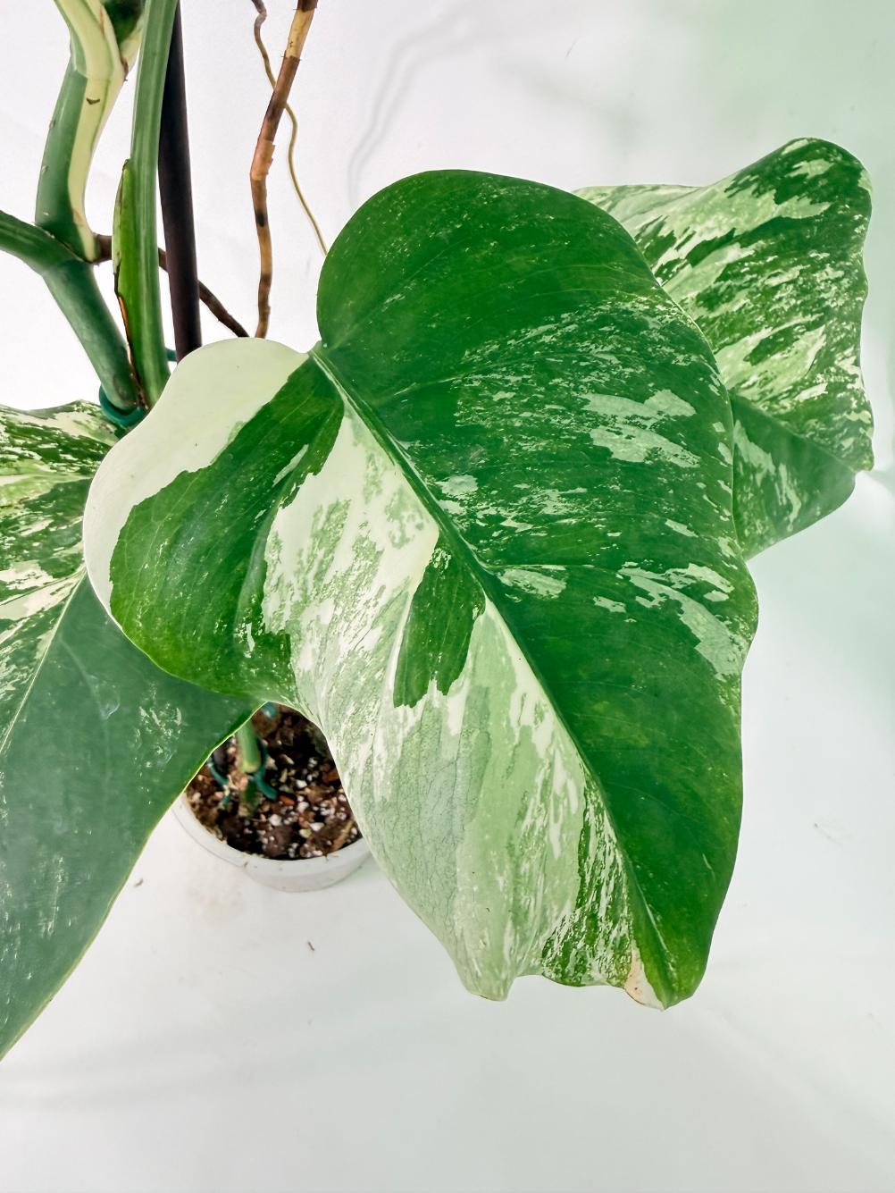 Monstera Albo Variegata XL 07