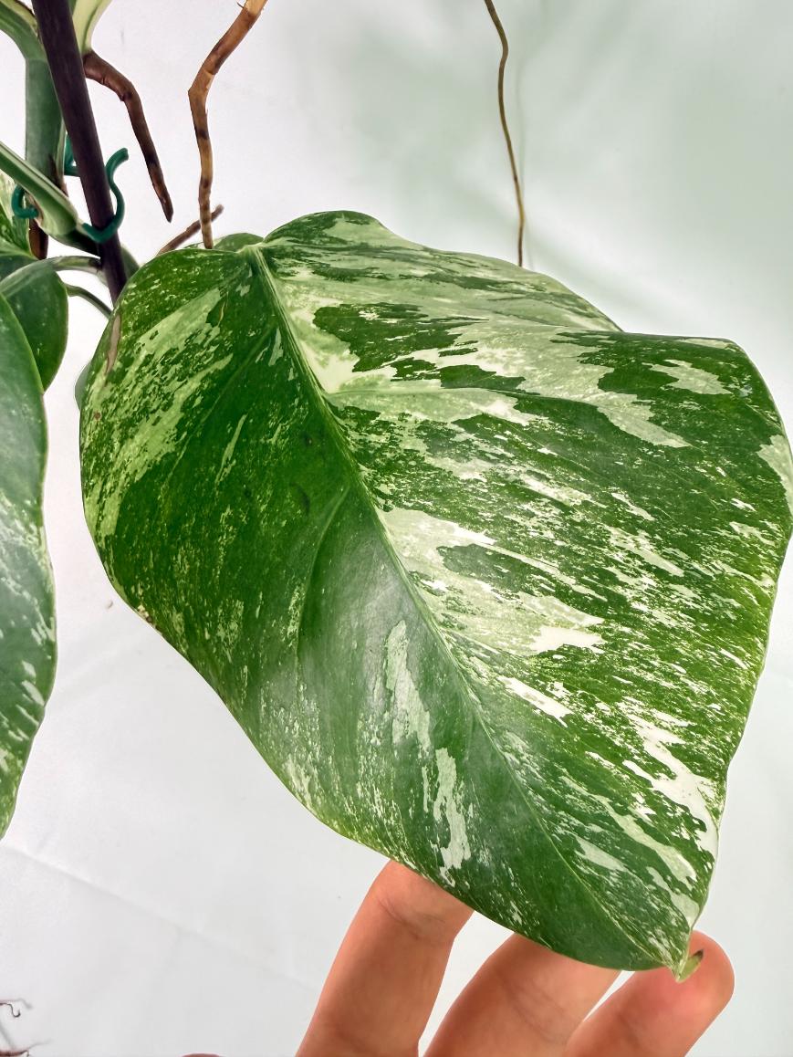 Monstera Albo Variegata XL 08
