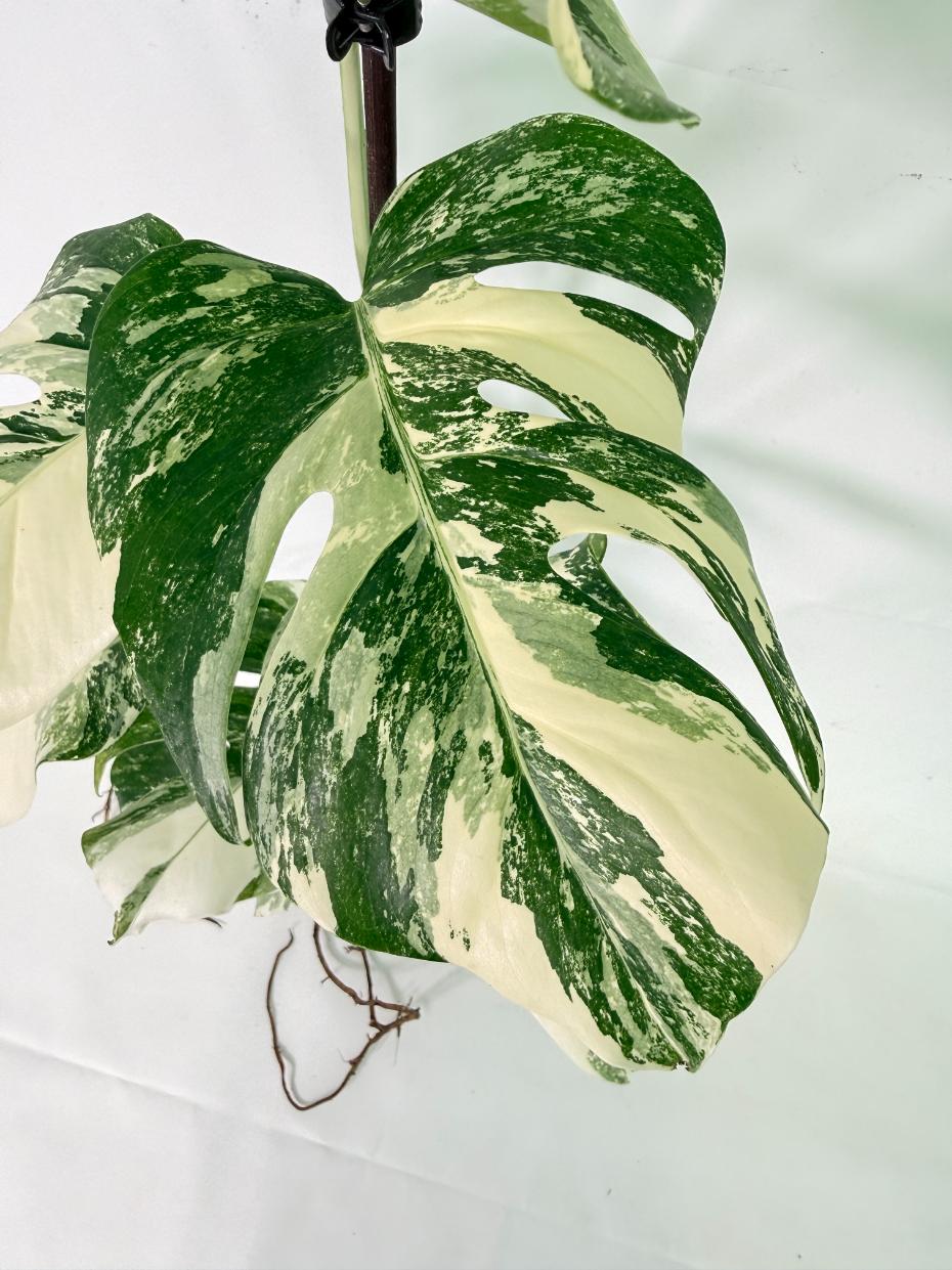 Monstera Albo Variegata XL 09