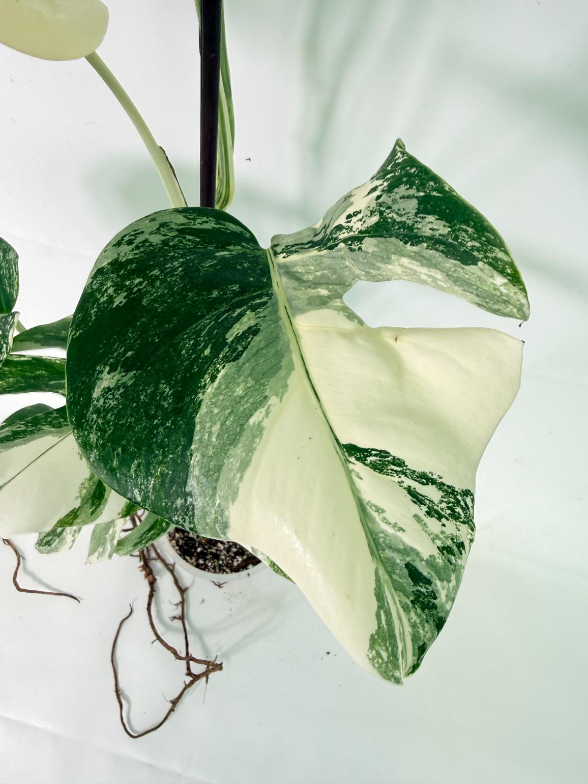 Monstera Albo Variegata XL 10