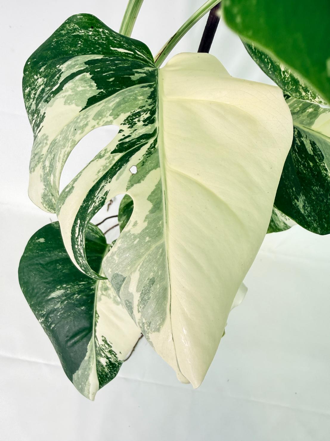 Monstera Albo Variegata XL 11