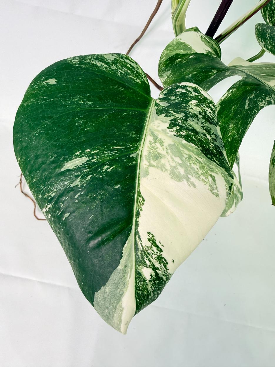 Monstera Albo Variegata XL 12