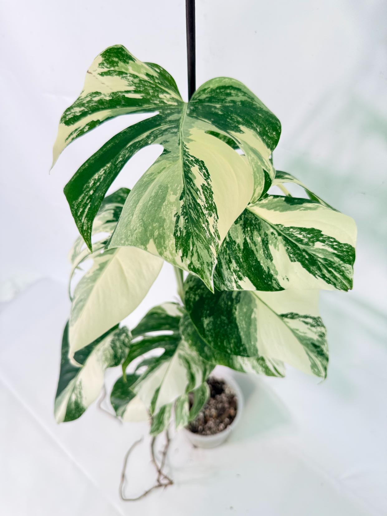 Monstera Albo Variegata XL 13