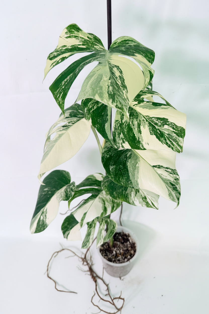 Monstera Albo Variegata XL 01