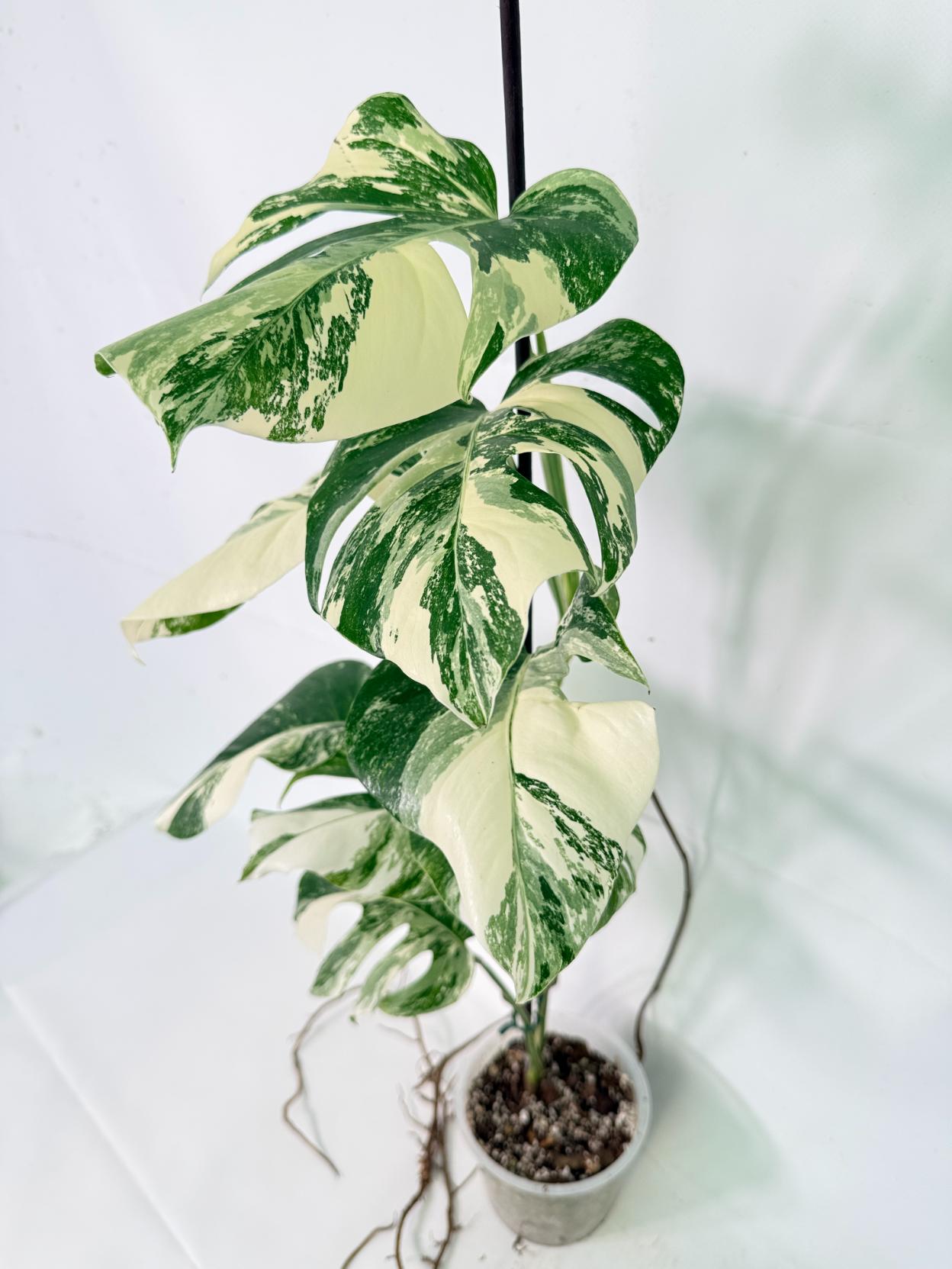 Monstera Albo Variegata XL 03
