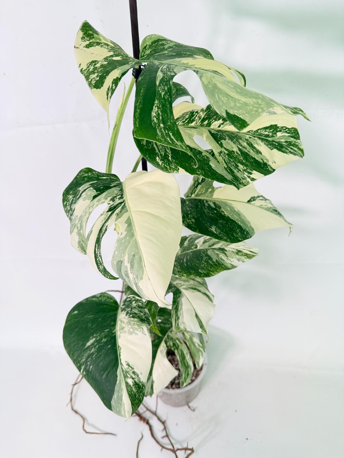 Monstera Albo Variegata XL 04