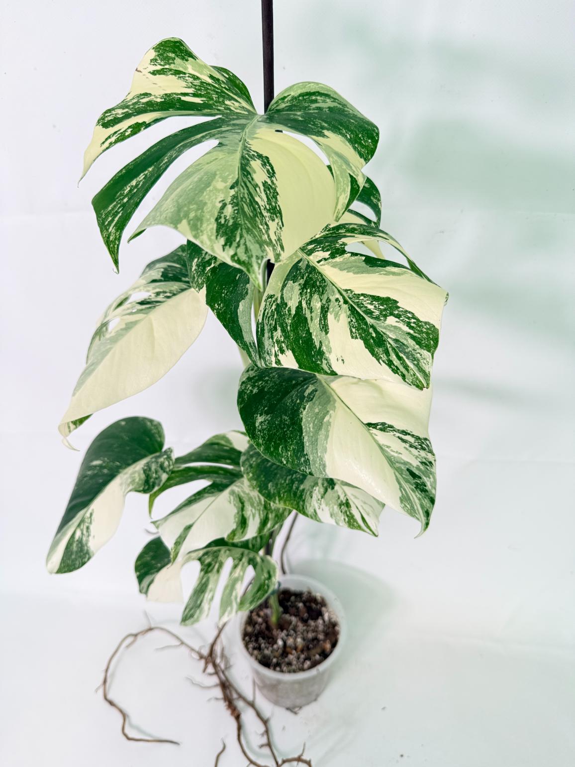 Monstera Albo Variegata XL 05