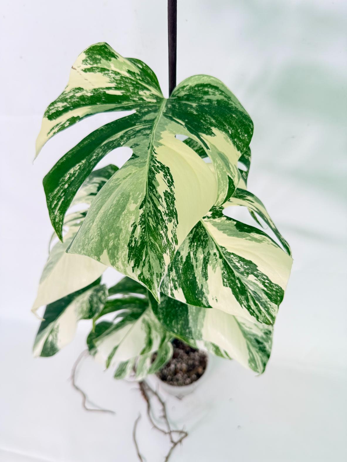 Monstera Albo Variegata XL 06