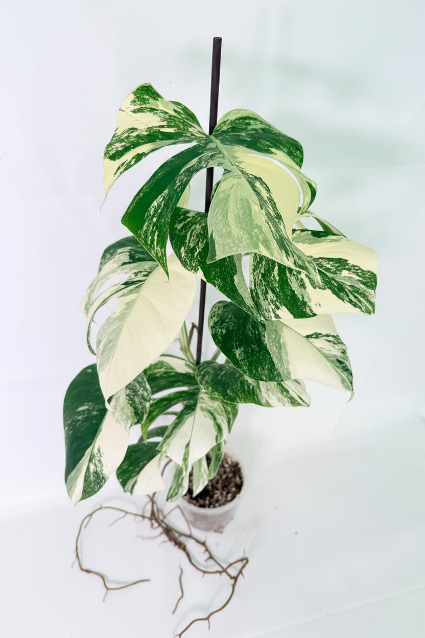 Monstera Albo Variegata XL 07