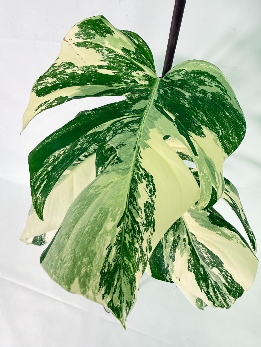 Monstera Albo Variegata XL 08
