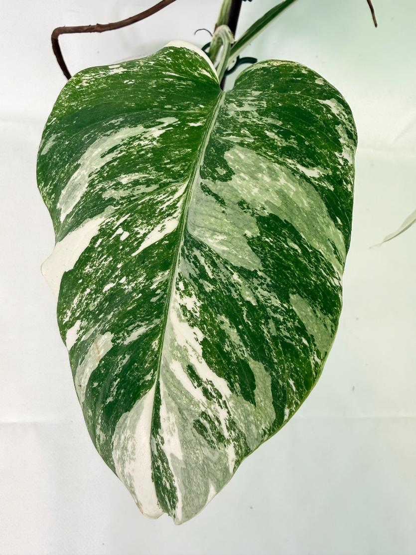Monstera Albo Variegata XL 09