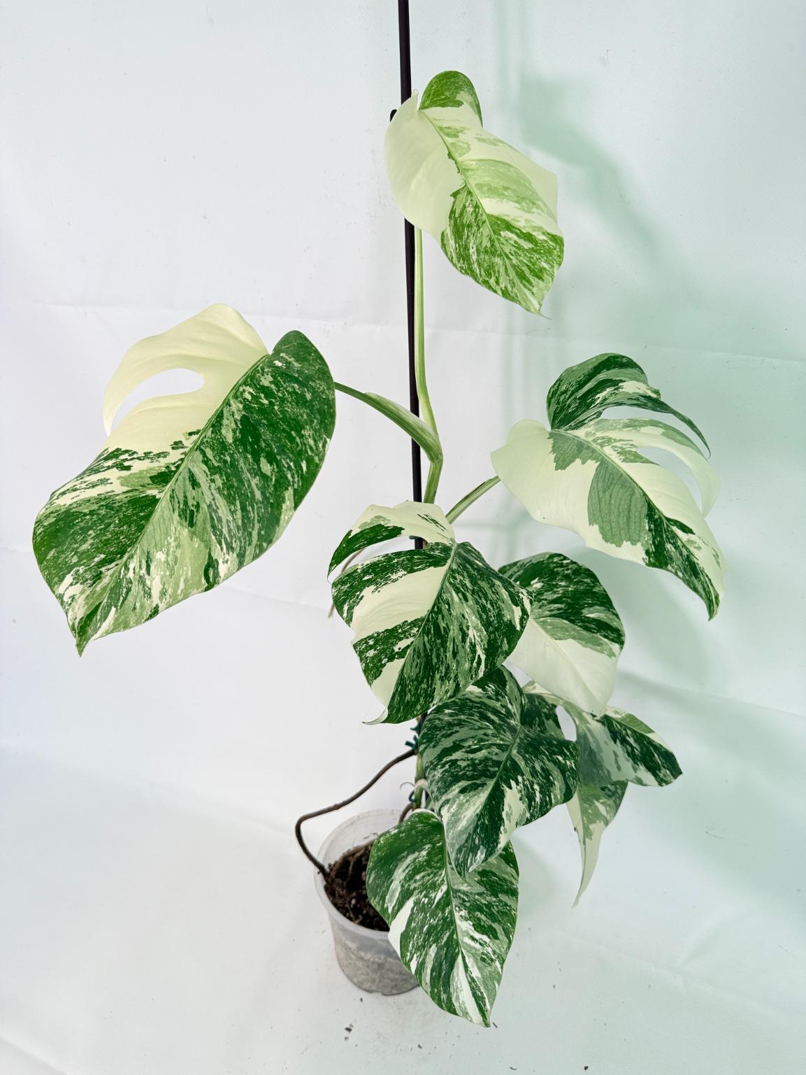 Monstera Albo Variegata XL 10