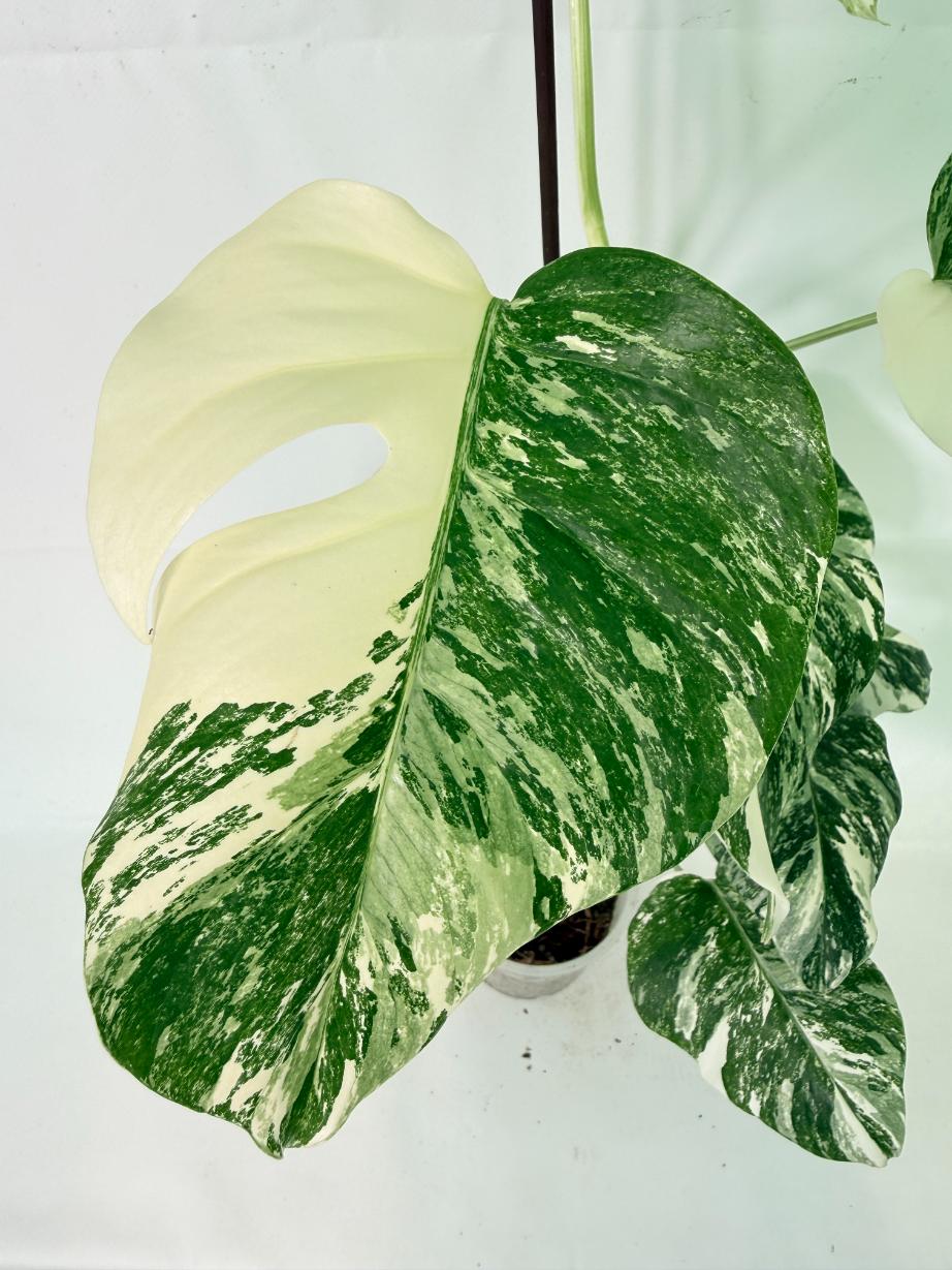 Monstera Albo Variegata XL 11
