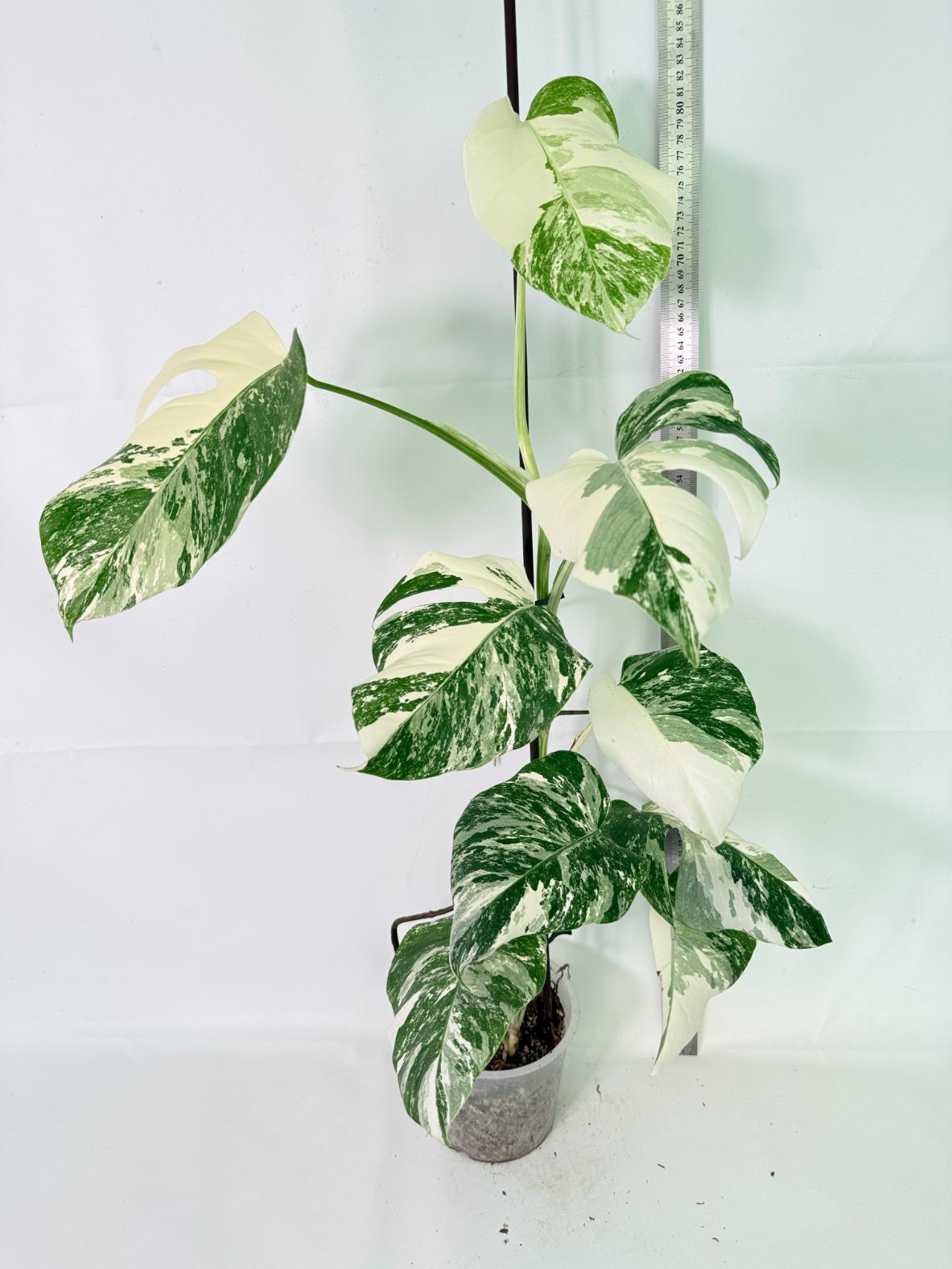 Monstera Albo Variegata XL 01