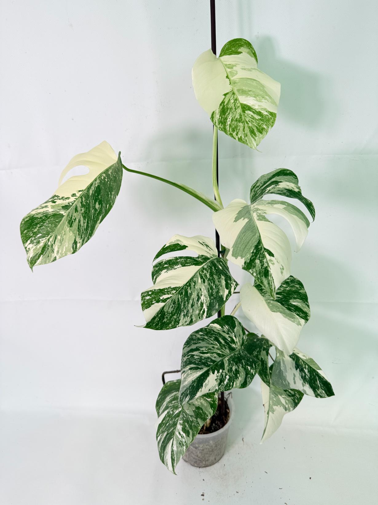 Monstera Albo Variegata XL 02