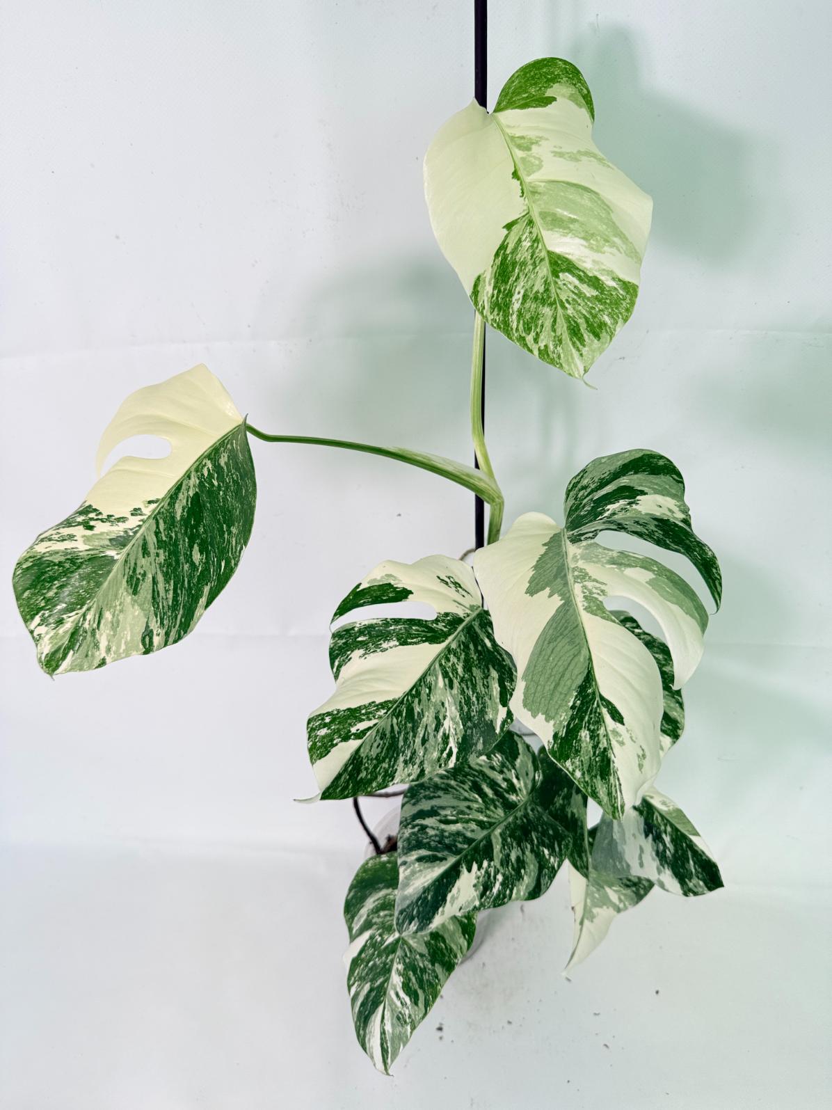 Monstera Albo Variegata XL 03