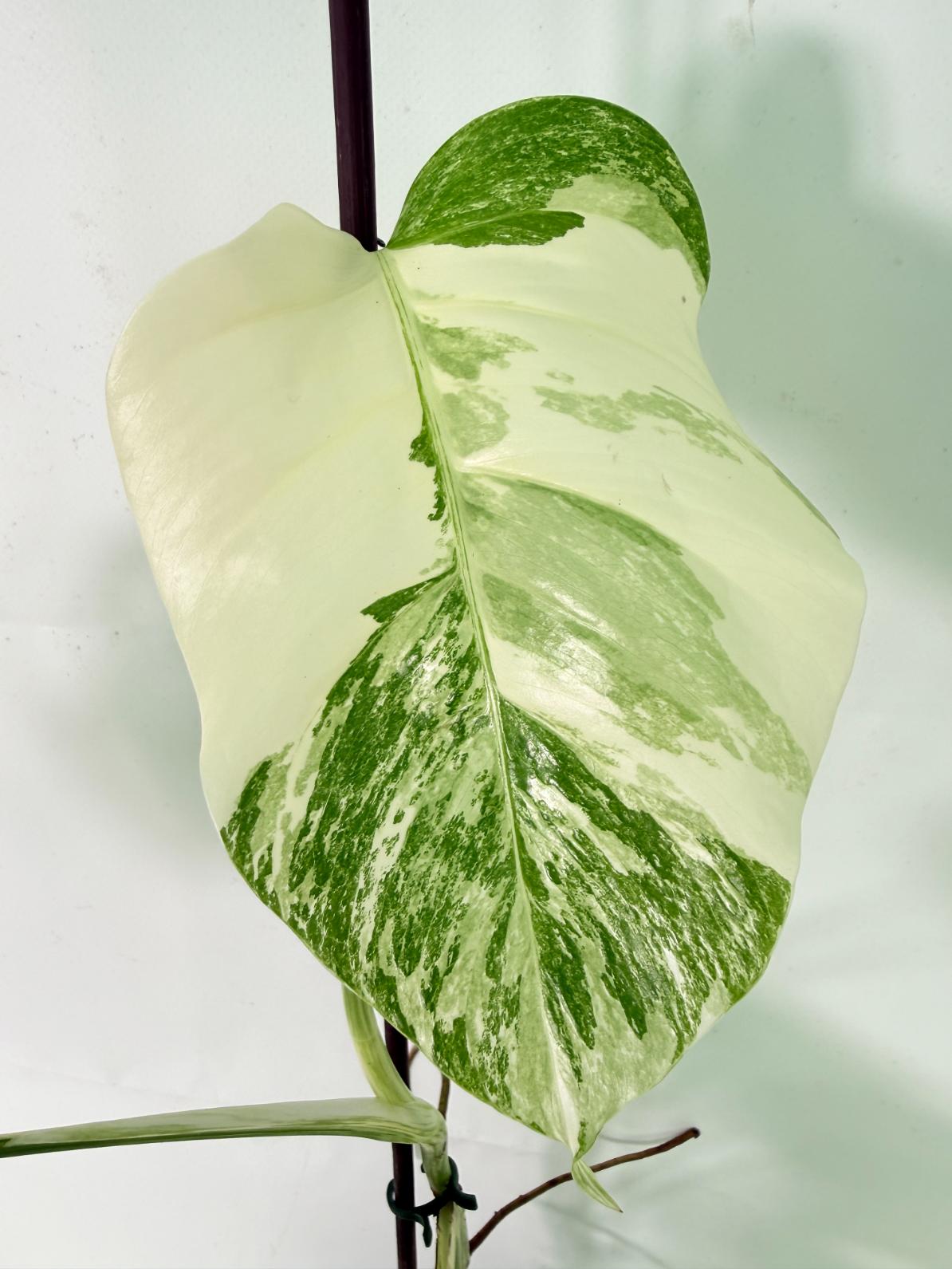 Monstera Albo Variegata XL 04