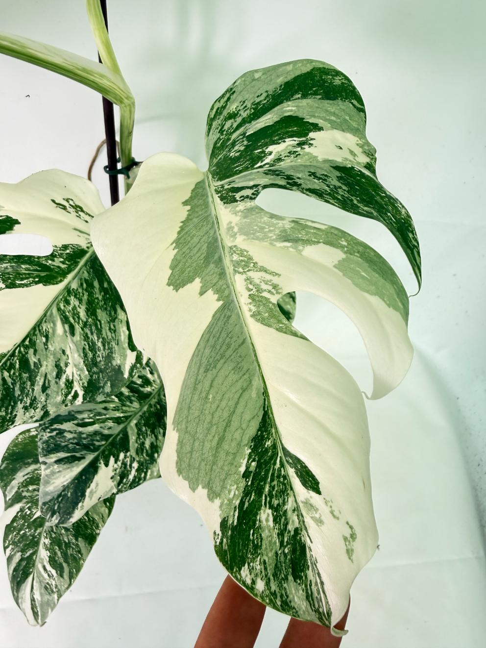 Monstera Albo Variegata XL 05