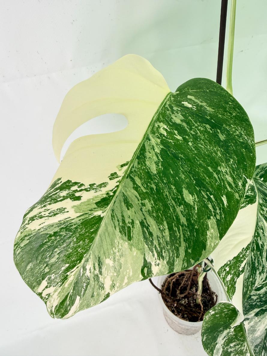 Monstera Albo Variegata XL 06