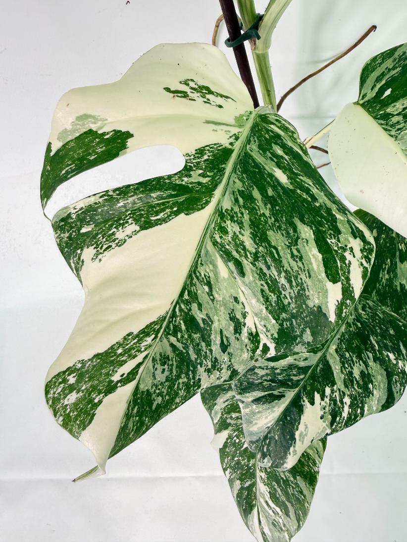 Monstera Albo Variegata XL 07
