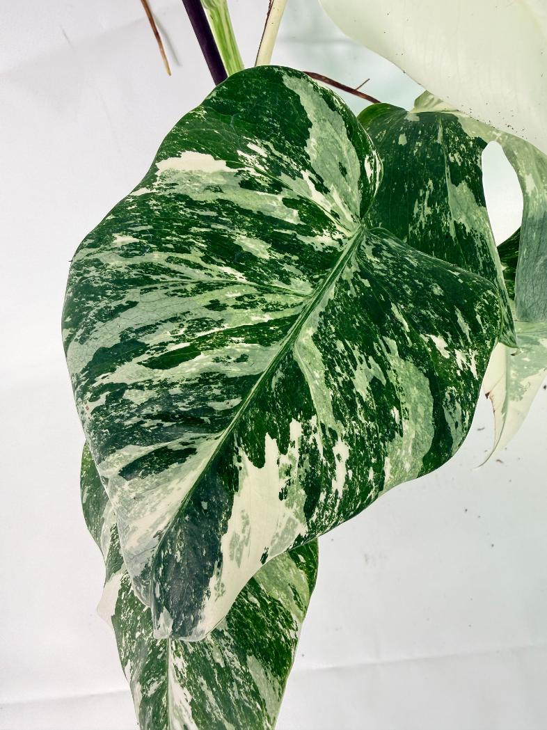Monstera Albo Variegata XL 08