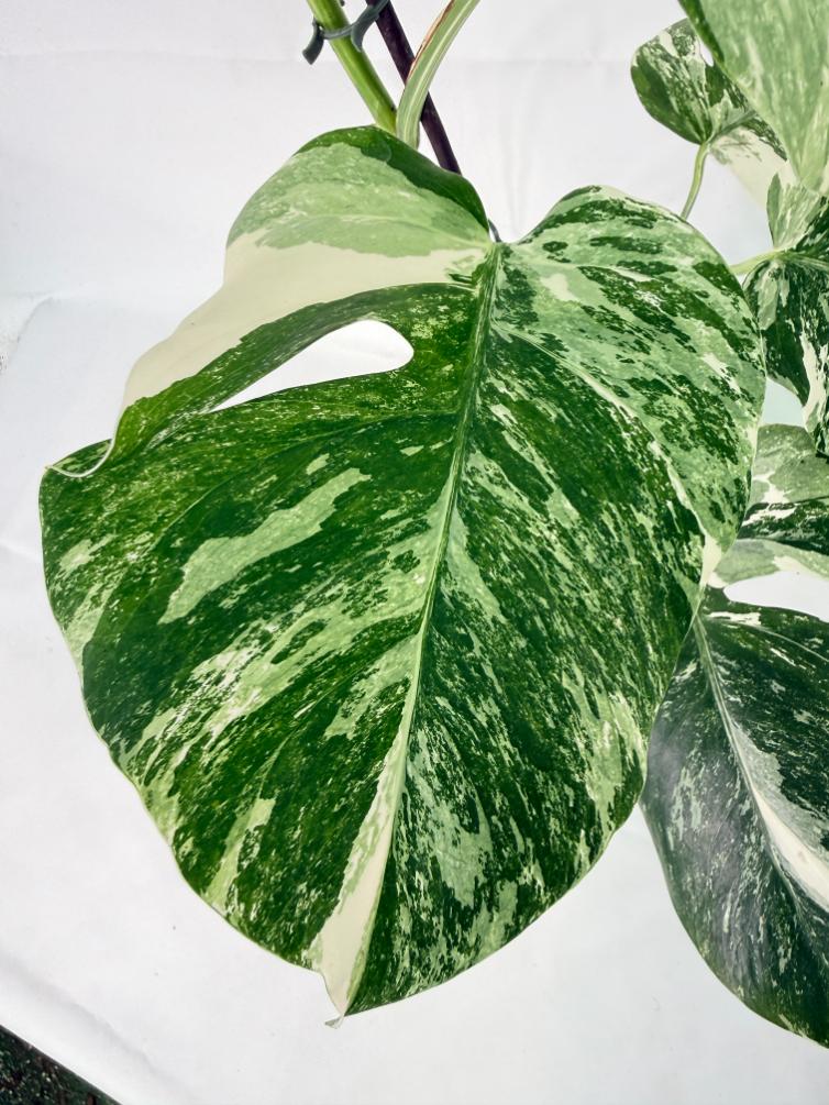 Monstera Albo Variegata XL 08
