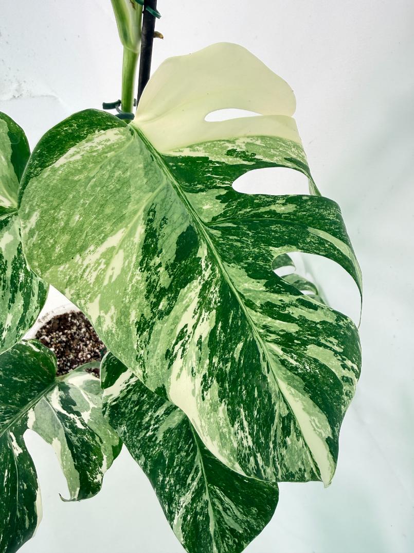 Monstera Albo Variegata XL 09