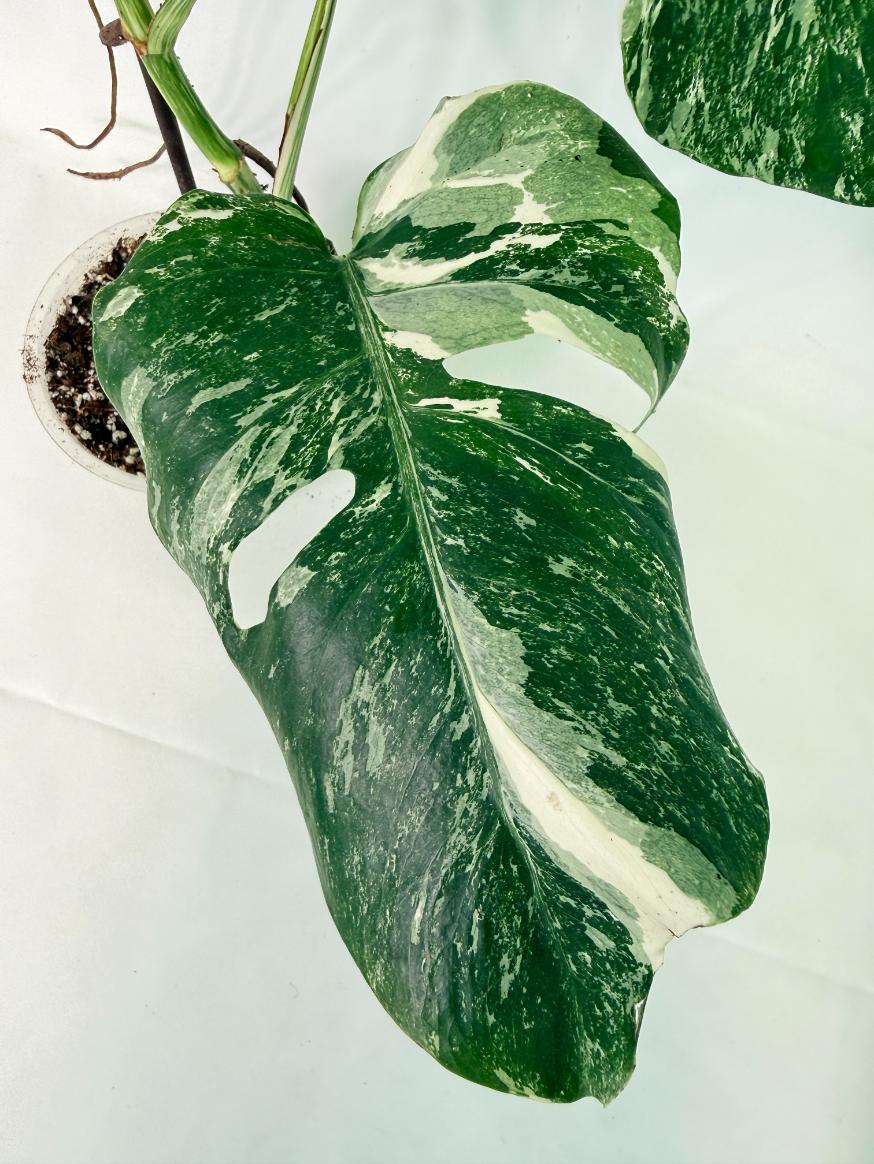 Monstera Albo Variegata XL 10