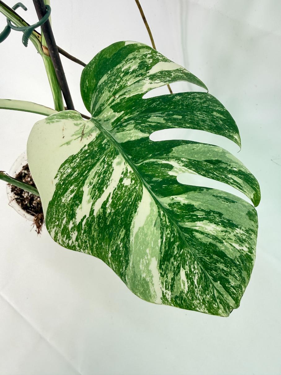 Monstera Albo Variegata XL 11