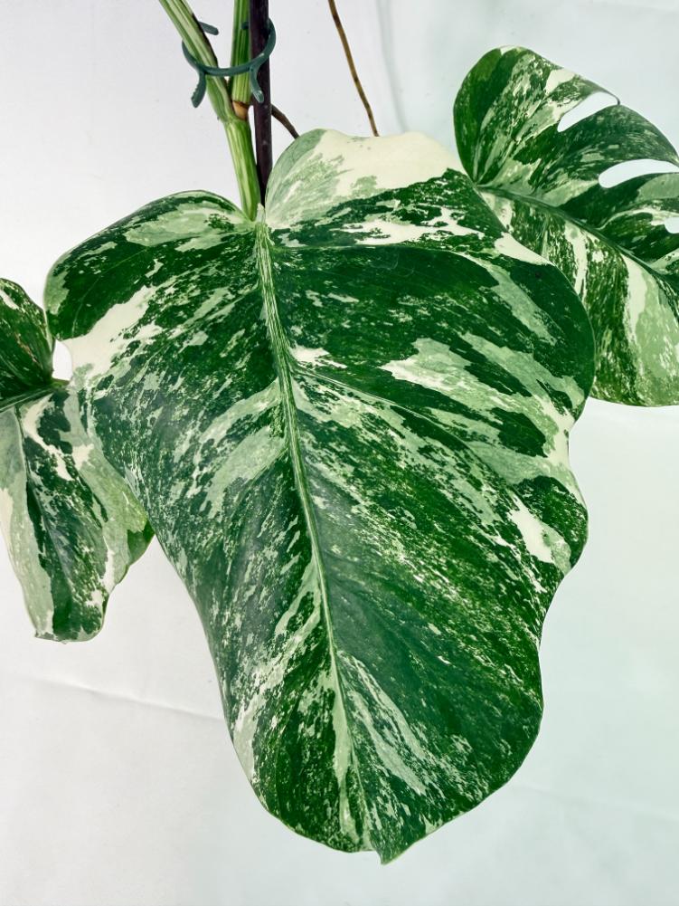 Monstera Albo Variegata XL 12