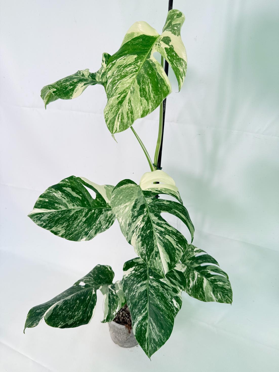 Monstera Albo Variegata XL 13