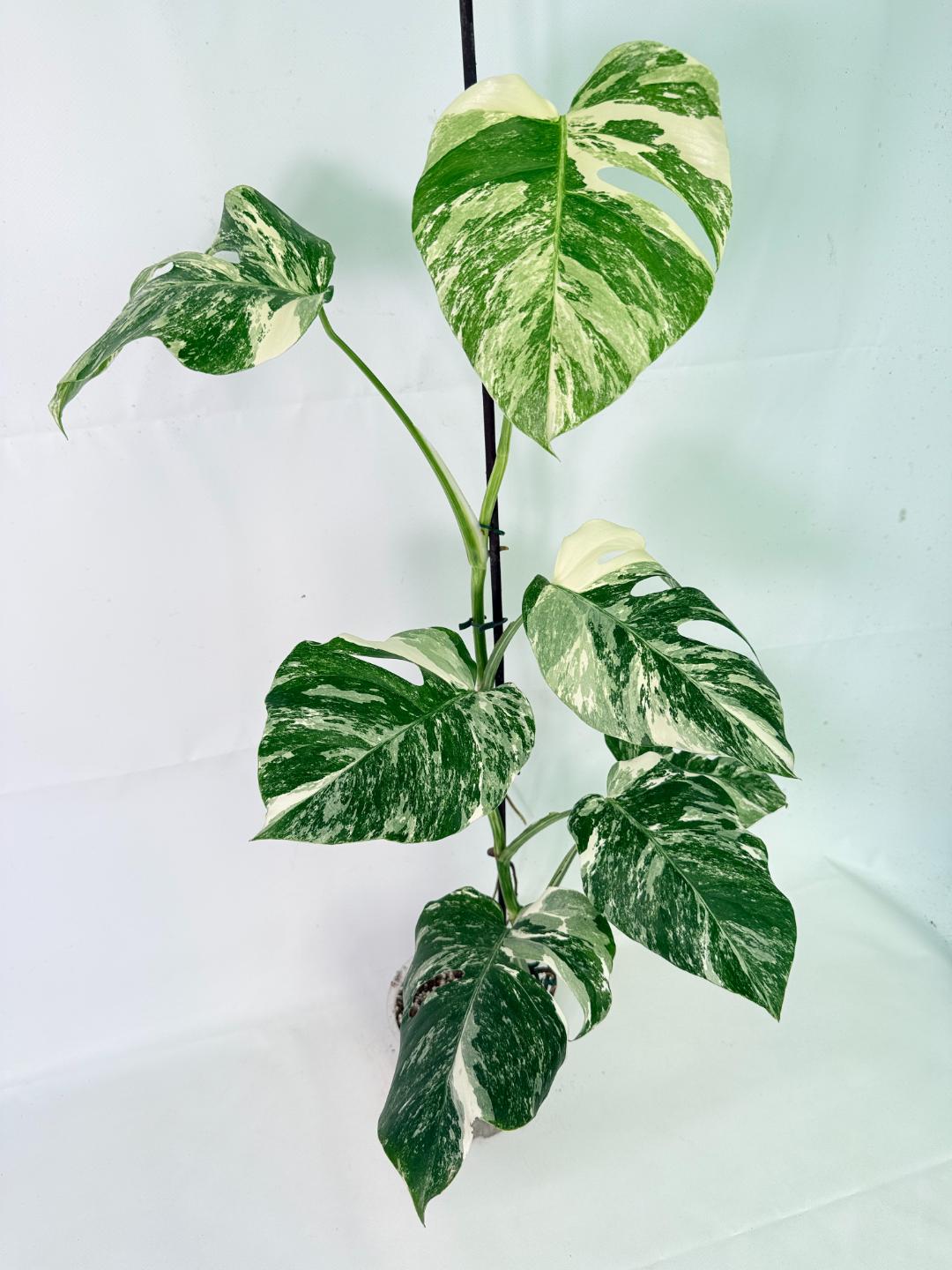 Monstera Albo Variegata XL 14