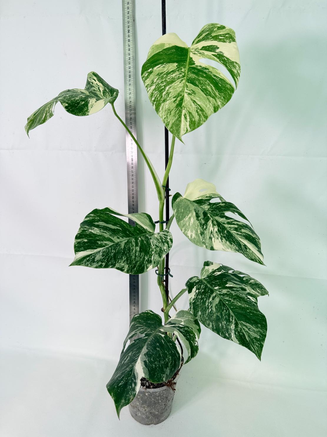 Monstera Albo Variegata XL 01