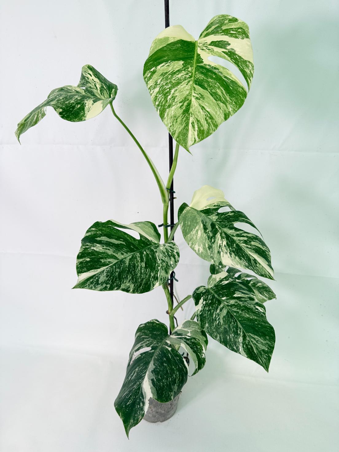 Monstera Albo Variegata XL 02