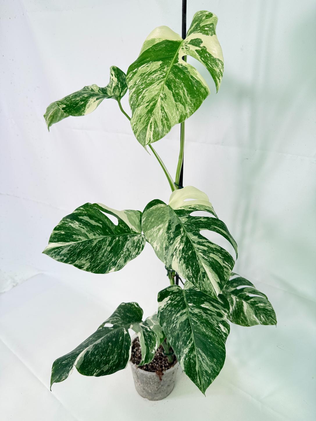 Monstera Albo Variegata XL 02